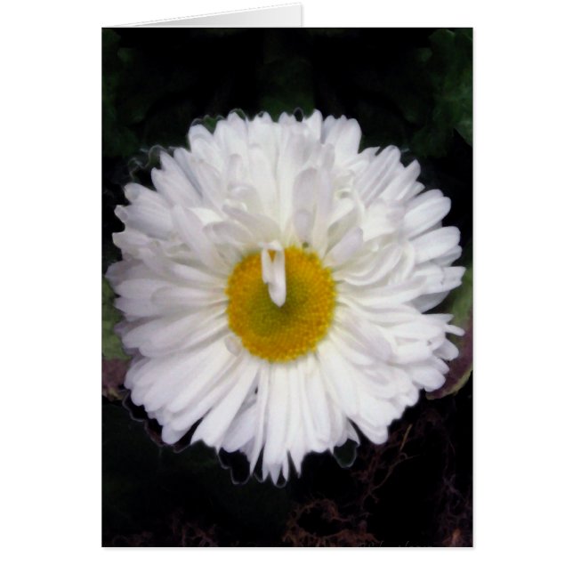 Ailes d'été (Devant)