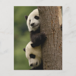 Ailuropoda melanoleuca) postkarte