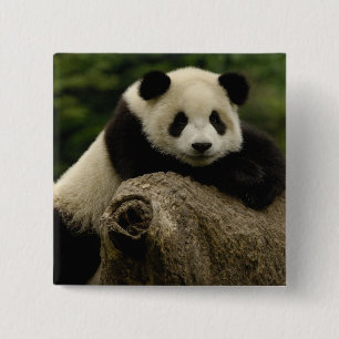 Ailuropoda melanoleuca (Riesenpanda) Button