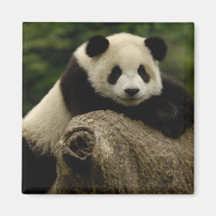 Ailuropoda melanoleuca (Riesenpanda) Magnet