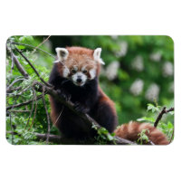 Ailurus fulgens