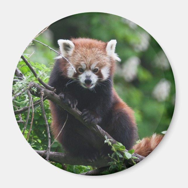 Ailurus fulgens magnet (Vorne)