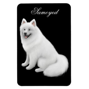 Aimable Samoyed Chien Premium Magnet