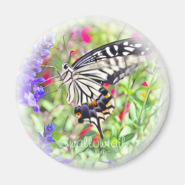 AIMANT ア ゲ グ ョ ウ マ (Devant)