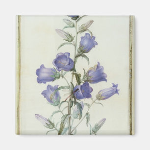 Aimant 15 : Campanula : Milieu 1787