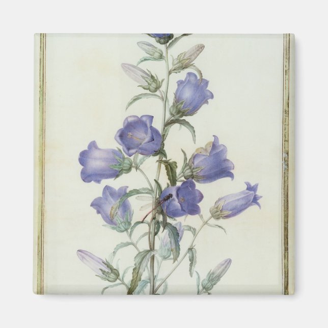 Aimant 15:Campanula : Moyen 1787 (Devant)