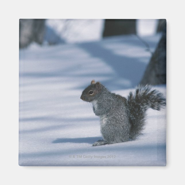 AIMANT 23936348 (Devant)