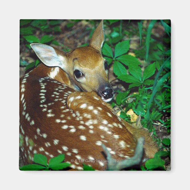 AIMANT 24114390 (Devant)