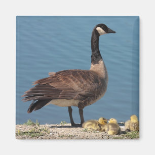 Aimant 2 de famille d'oie