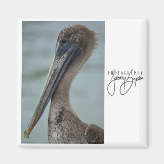 Aimant 2x2 St. Pete Pelican