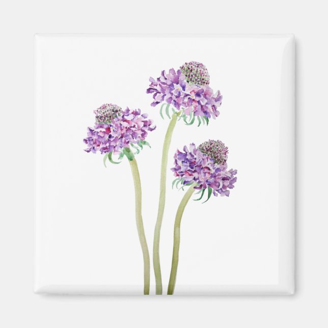 Aimant 3 scabiosa violette boule fleurs aquarelle (Devant)