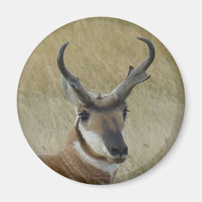 Aimant A21 Pronghorn Antelope Buck Head Shot (Devant)
