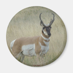 Aimant A8 Pronghorn Antelope Big Buck