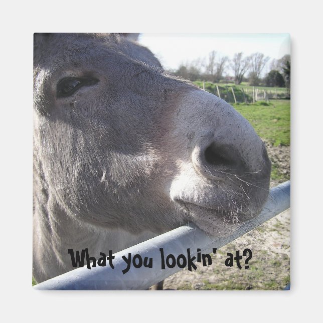 Aimant à âne (Devant)