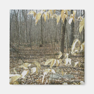 Aimant à bouleau d'hiver