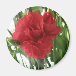 Aimant à carnation rouge