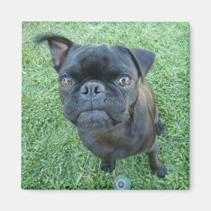 aimant à chiot carlin