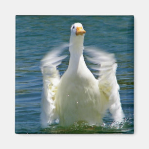 aimant à cliquet de canard