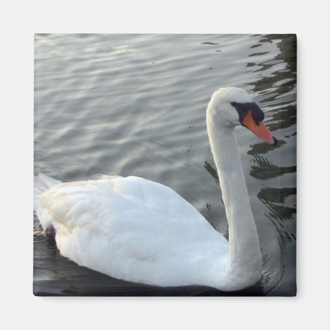 Aimant à cygne blanc (Devant)
