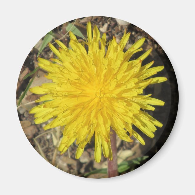 Aimant à Dandelion (Devant)