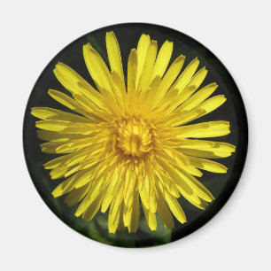 Aimant à Dandelion