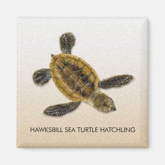 Aimant à écume de tortue-Hawksbill