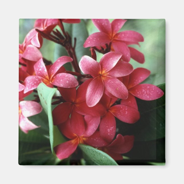 Aimant à fleur (Devant)