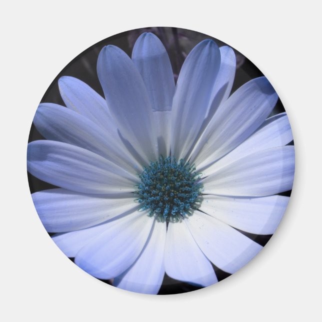Aimant à fleur bleu marron (Devant)
