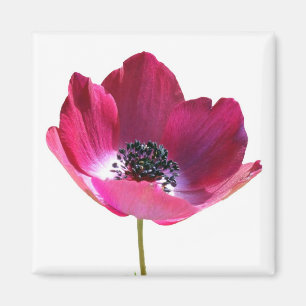 Aimant à fleur d'anémone