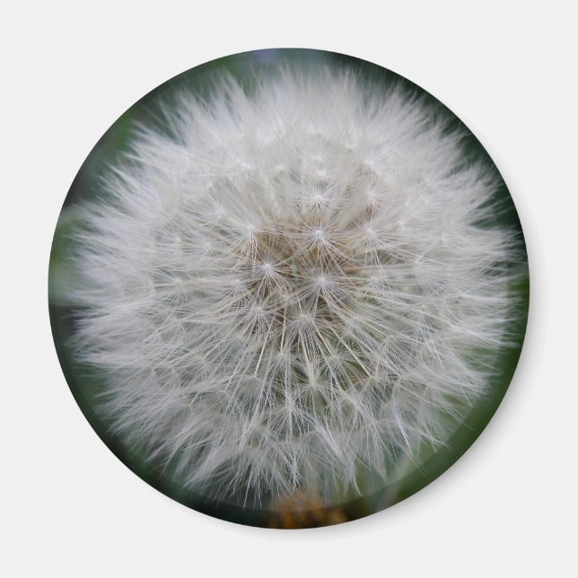 Aimant à fleur de candéon (Devant)