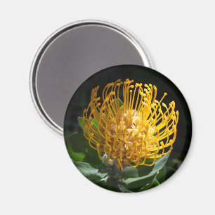 Aimant à fleur de coussin Exotique Jaune Protea