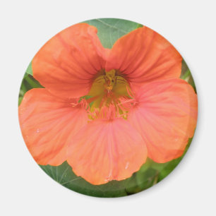 Aimant à fleur de Nasturtium orange