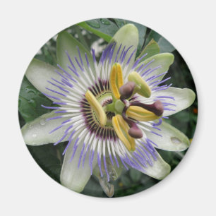 Aimant à fleur de passion