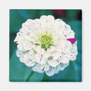 Aimant à fleur de Zinnia