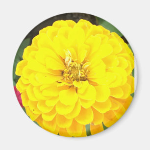 Aimant à fleur jaune