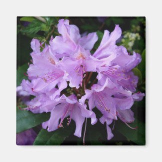 Aimant à fleurs violettes