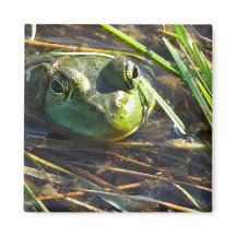 Aimant à grenouille