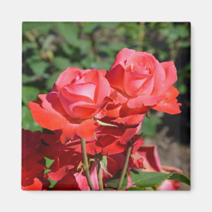 Aimant à imprimé de roses roses