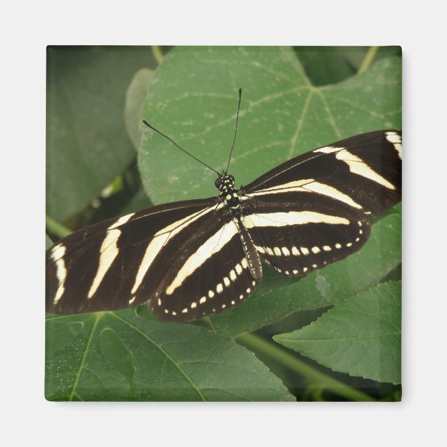 Aimant à papillon zébrée (Devant)