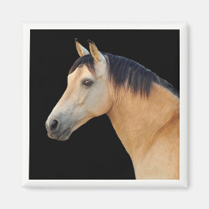 Aimant à tête de cheval