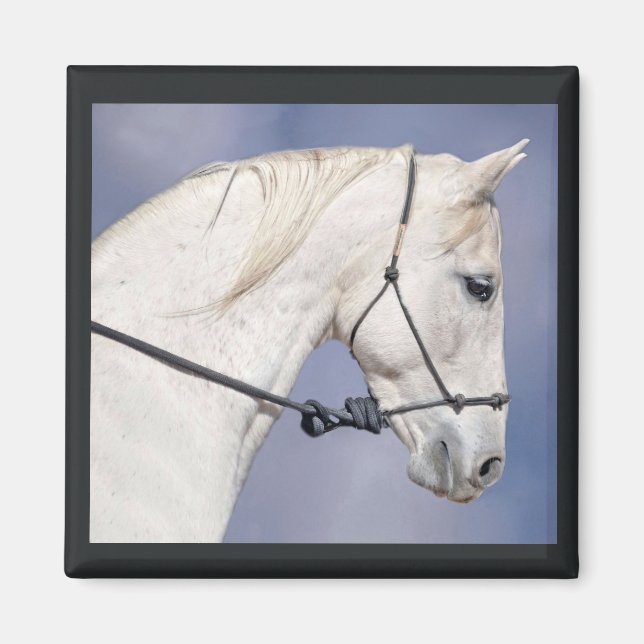 Aimant à tête de cheval (Devant)