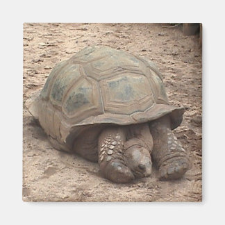 Aimant à tortue