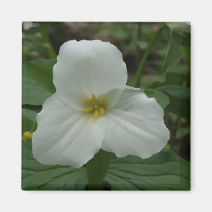 Aimant à trillium blanc