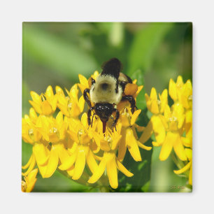 Aimant Abeille festoyant sur des fleurs sauvages d'Asclép