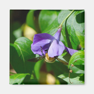 Aimant Abeille occupée