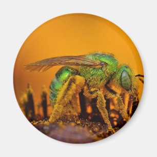 Aimant Abeilles iridescentes de sueur de vert