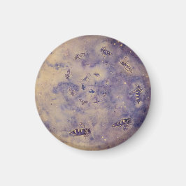 Aimant Abeilles spatiales