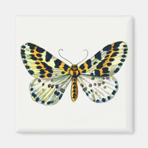 Aimant Abraxas grand ulariata, The Magpie Moth Color Imag