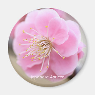 Aimant Abricot japonais [Aimant rond]