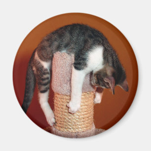 Aimant Accrochez-vous à l'aimant humoristique Tabby Cat